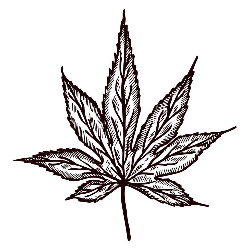 foglia d'acero inciso su sfondo bianco isolato. fogliame botanico canadese vintage in stile disegnato a mano. vettore