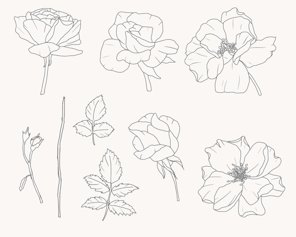 doodle line art rosa bouquet di fiori collezione di elementi vettore