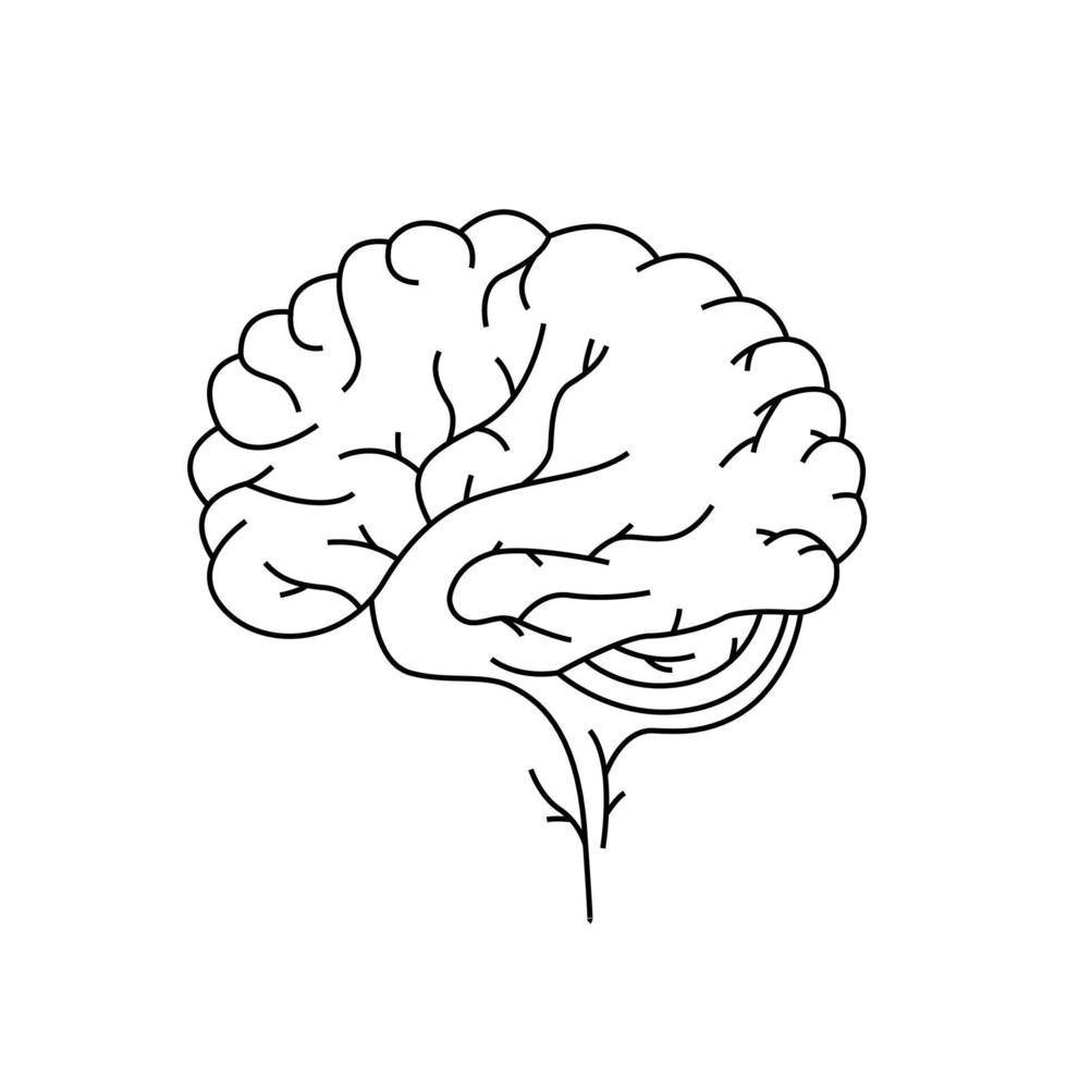 segno della linea cerebrale. schizzo dell'organo umano. Illustrazione vettoriale su sfondo bianco
