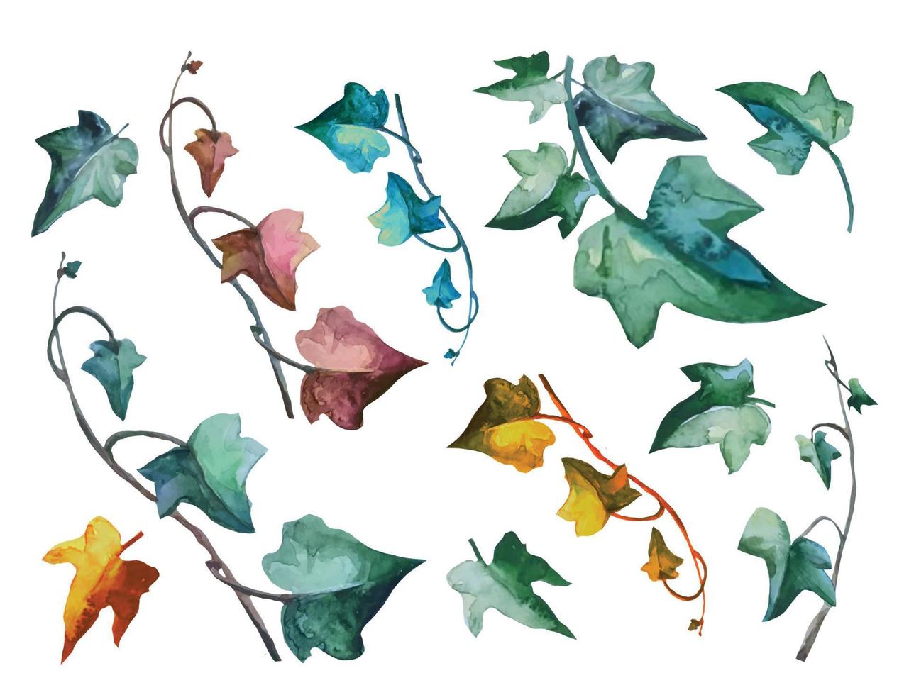 impostare la pianta di edera con rami rampicanti foglie verdi e foglie morte, vettore di illustrazione botanica della vite