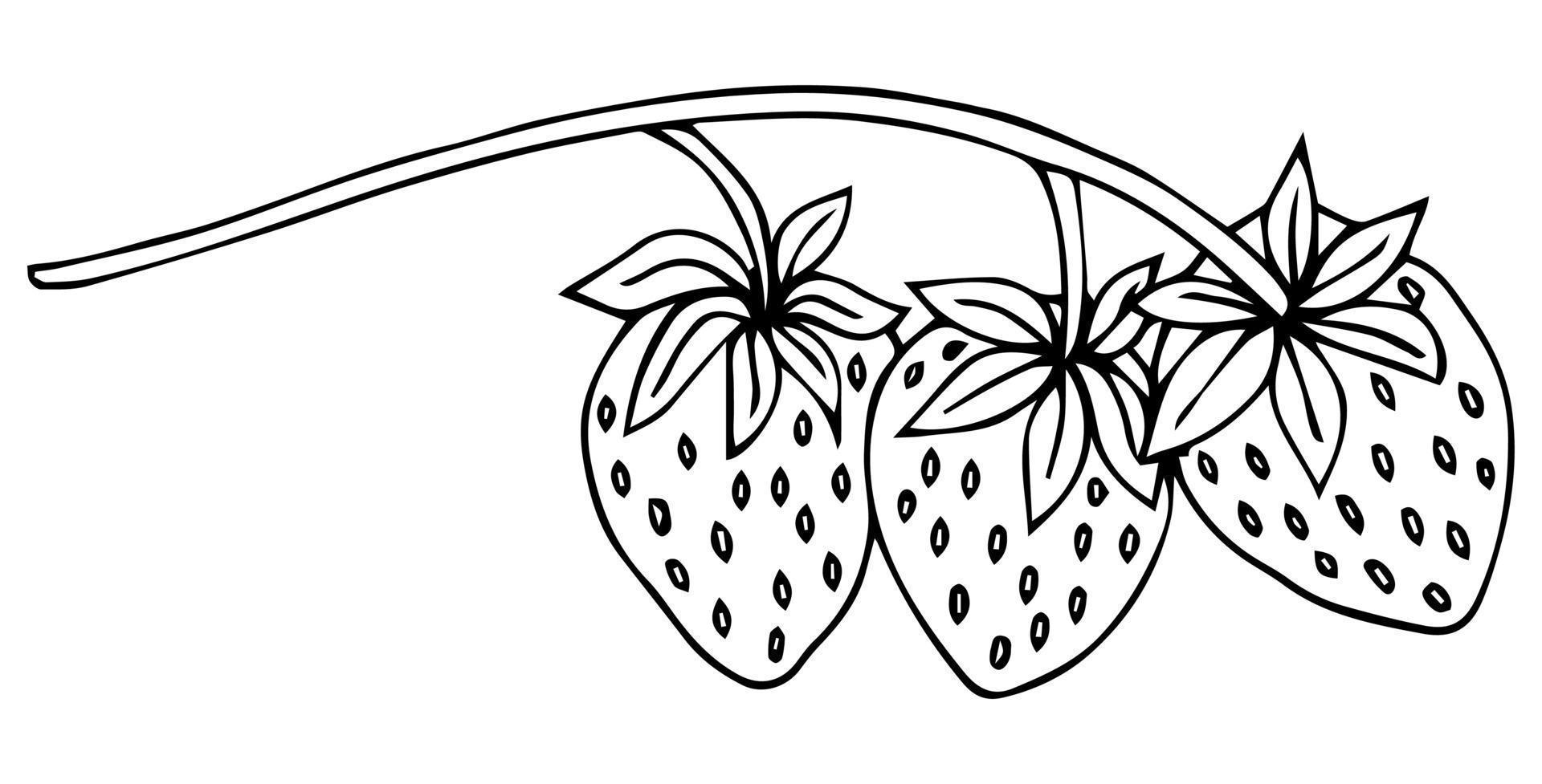 icona di doodle di contorni disegnati a mano di fragola. disegno vettoriale di bacca sana - fragola cruda fresca per stampa, web, mobile e infografica isolati su sfondo bianco.