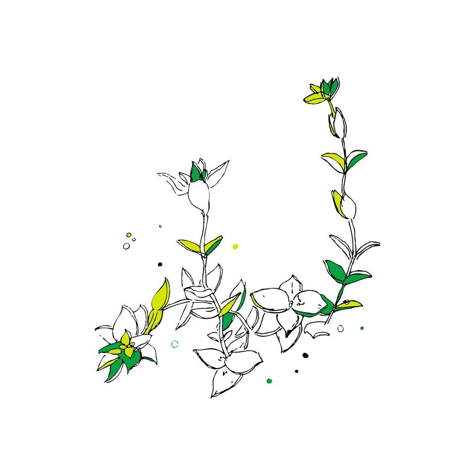doodle crassula perforata pianta succulenta esotica. vettore