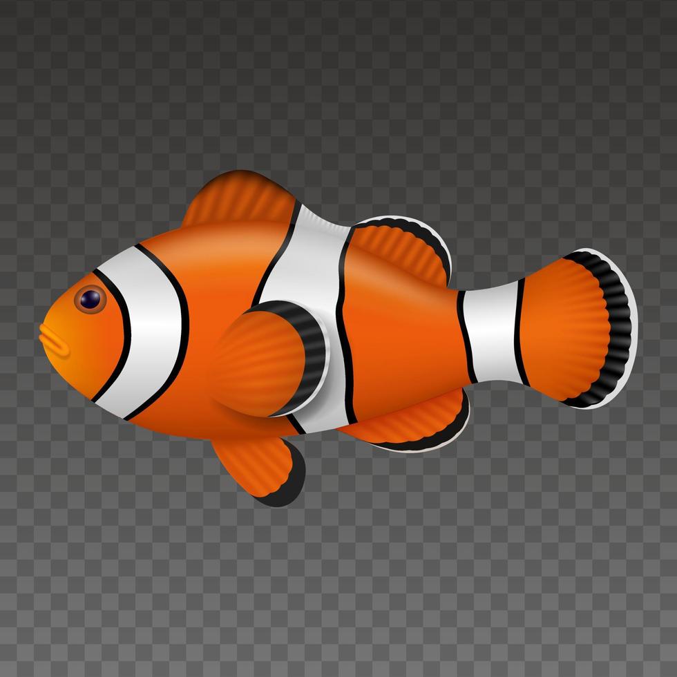 pesce pagliaccio isolato. illustrazione realistica di pesce colorato vettore