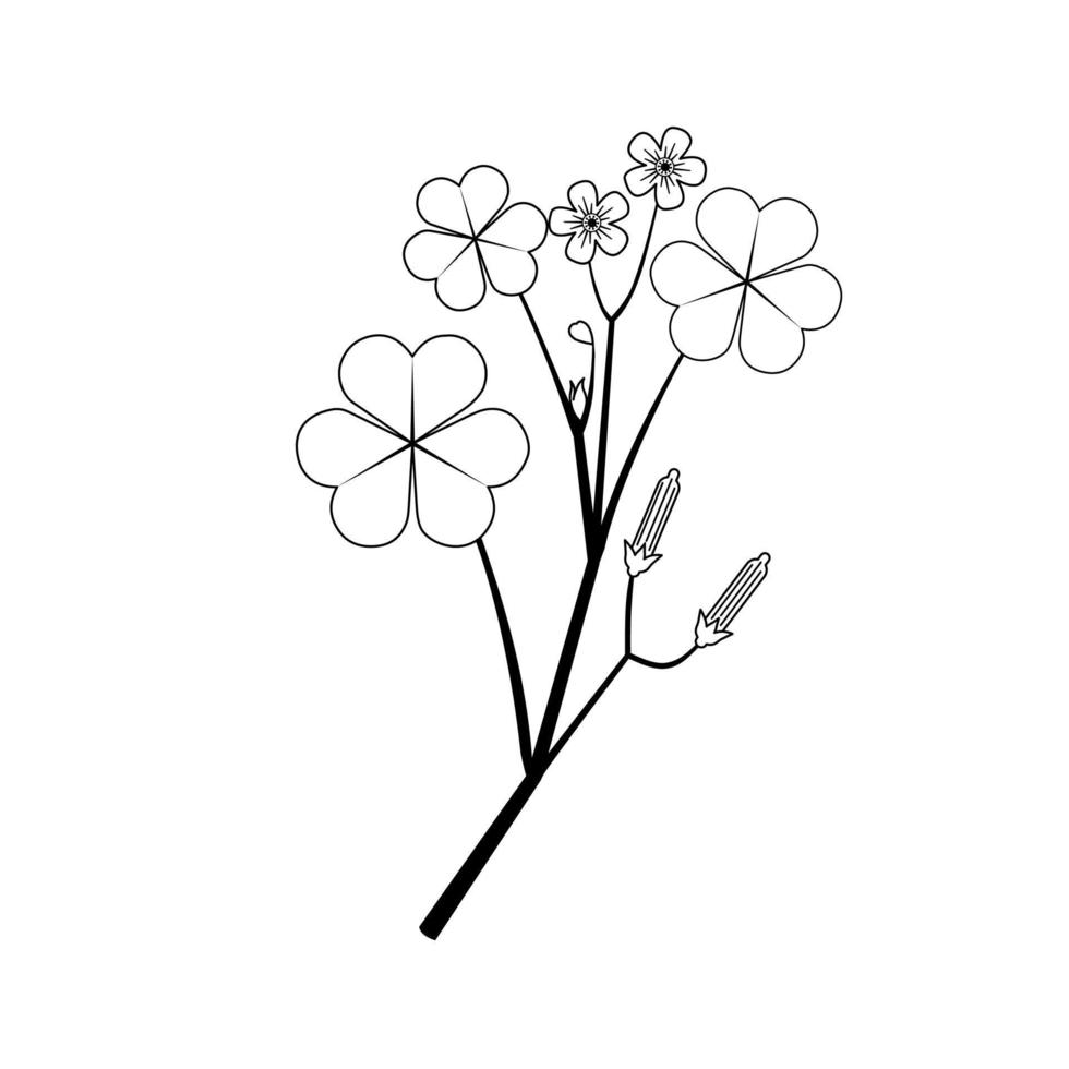 schizzo di piante a base di erbe oxalis. nome scientifico oxalis corniculata linn. illustrazione vettoriale. vettore