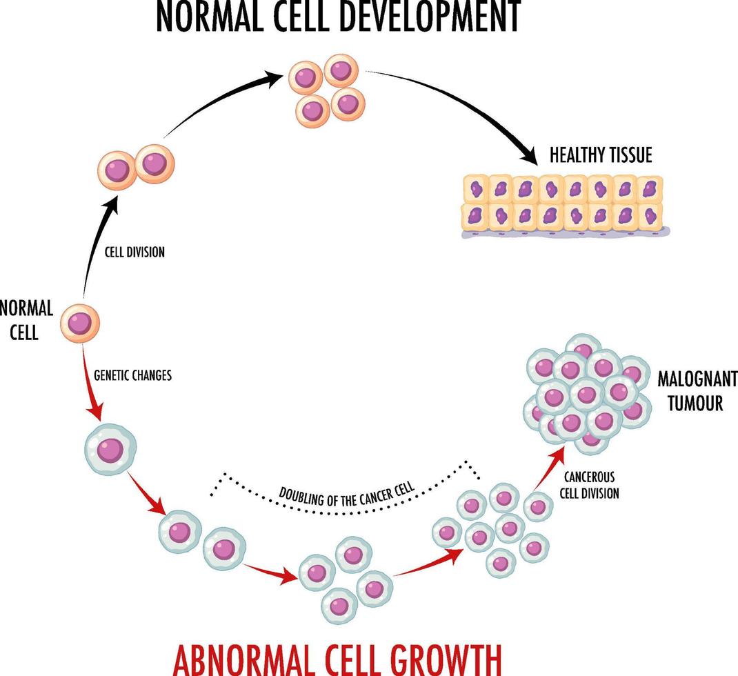 diagramma che mostra il normale sviluppo cellulare vettore