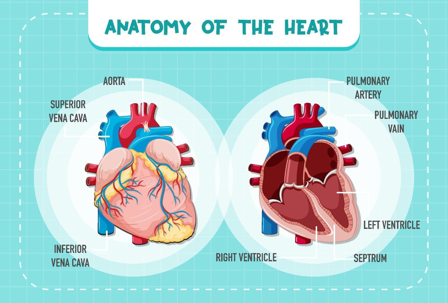 organo interno umano con cuore vettore