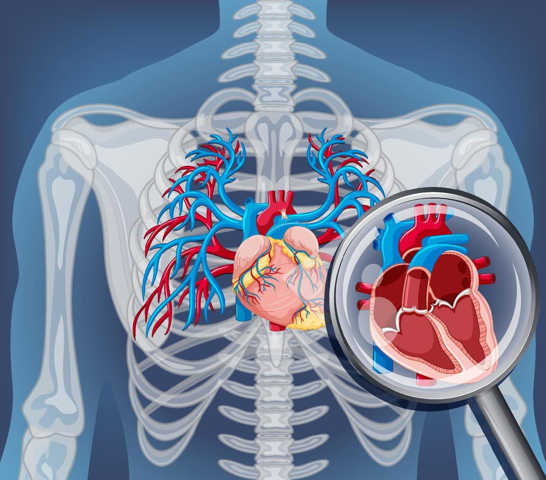 radiografia del corpo umano con organi interni vettore