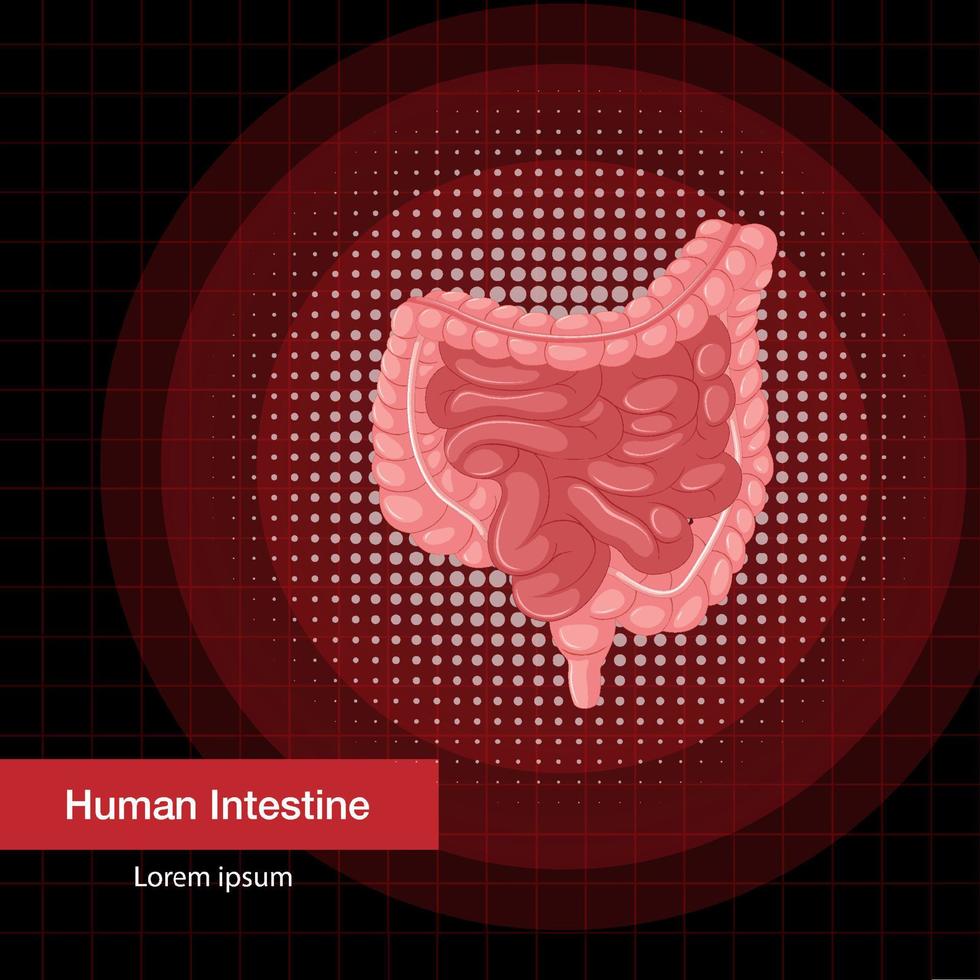 organo interno umano con intestino vettore