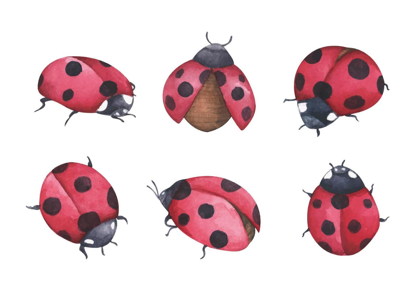 set di coccinelle. illustrazione ad acquerello. vettore