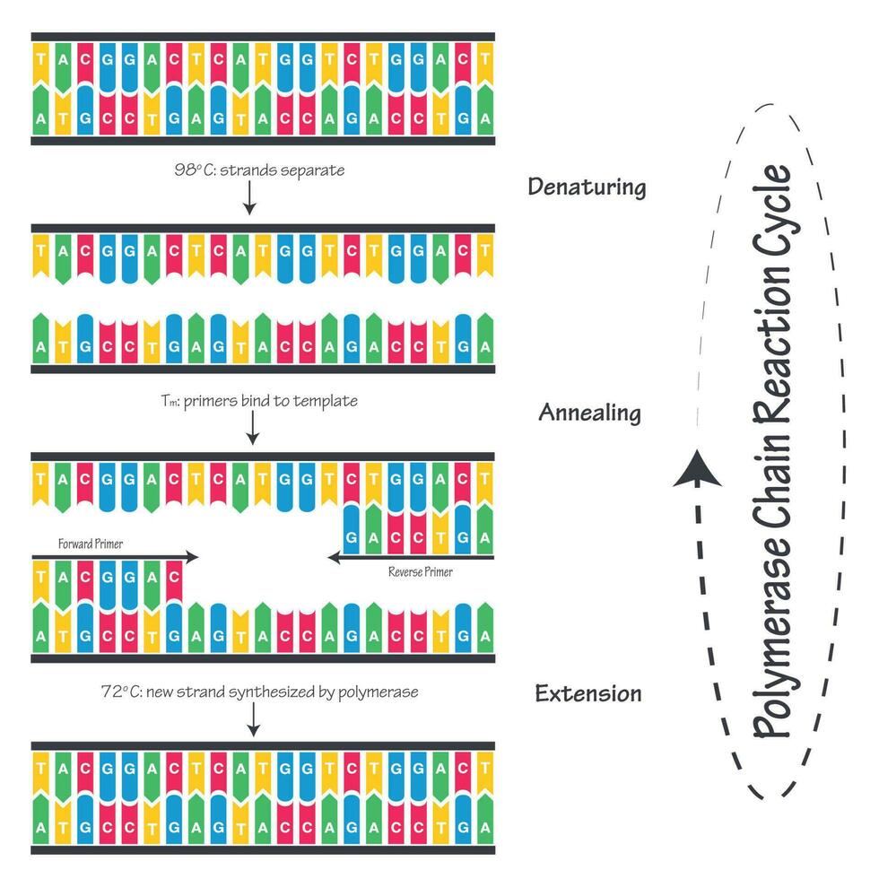 diagramma del ciclo di reazione a catena della polimerasi vettore