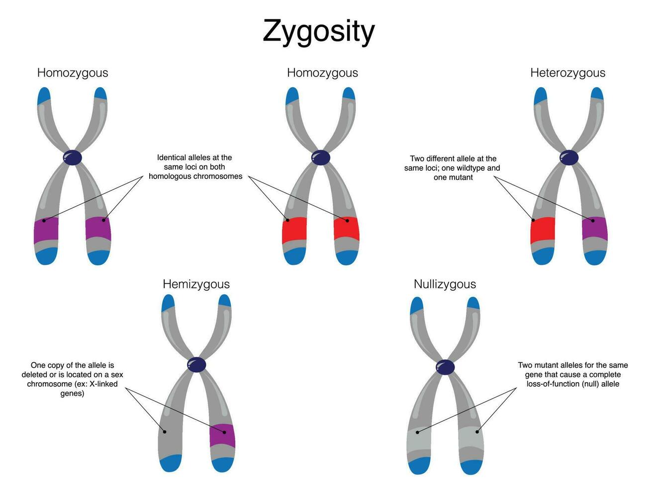 diagramma di zigosità cromosomica vettore