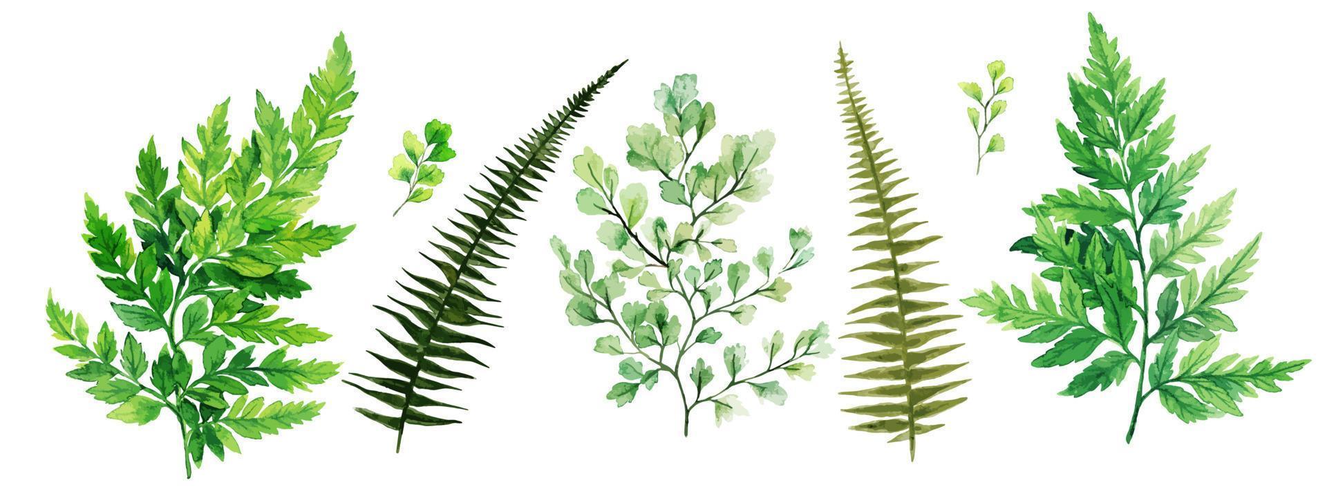 flora selvatica, felci e adiantum, collezione di verde brillante ad acquerello, illustrazione vettoriale disegnata a mano.