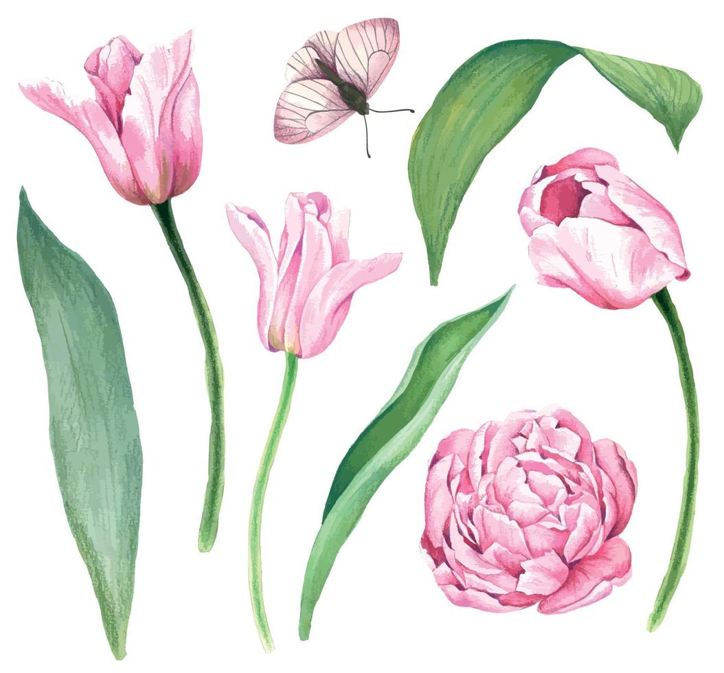 tulipani rosa con foglie, brillante illustrazione ad acquerello vettoriale