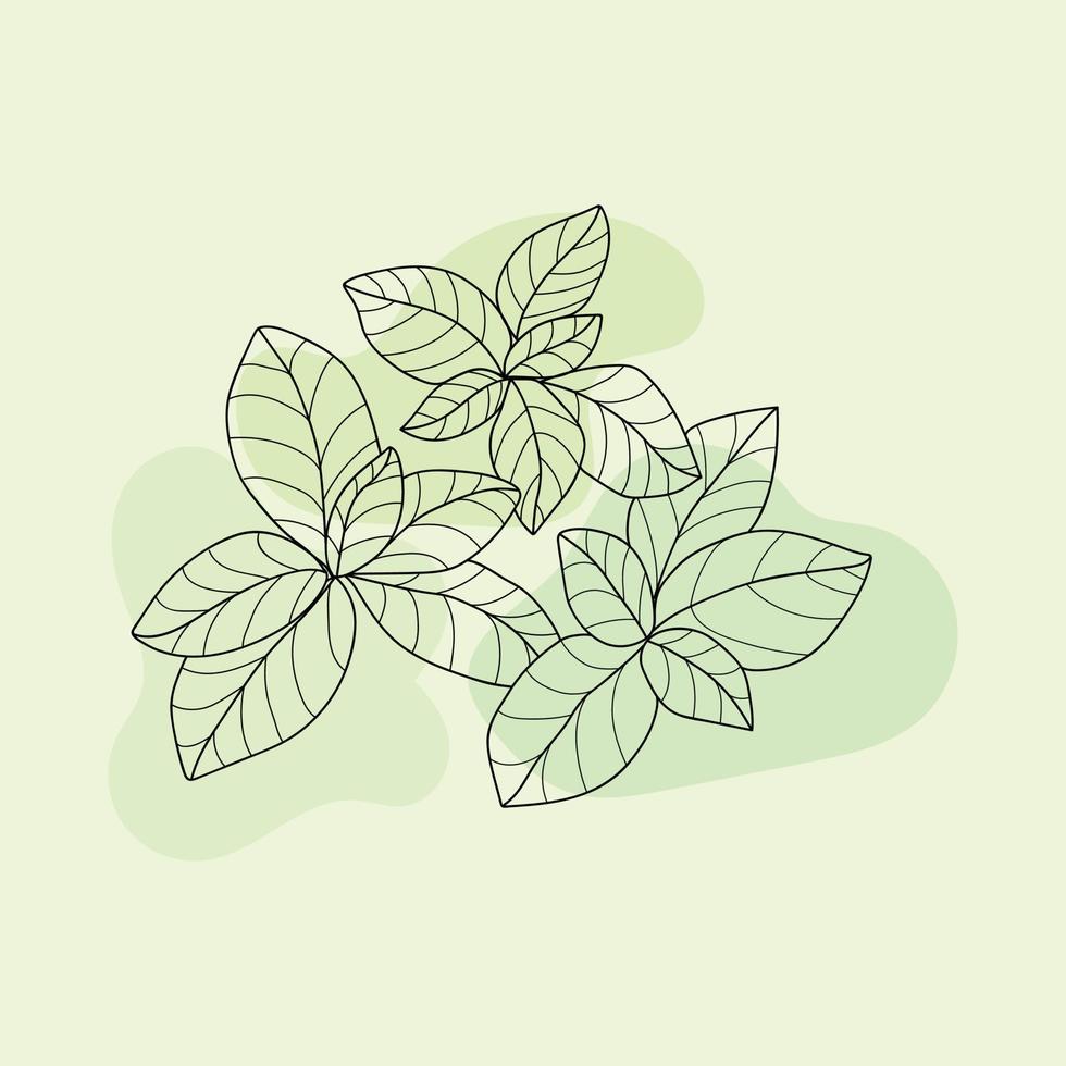 illustrazione vettoriale di pianta di basilico