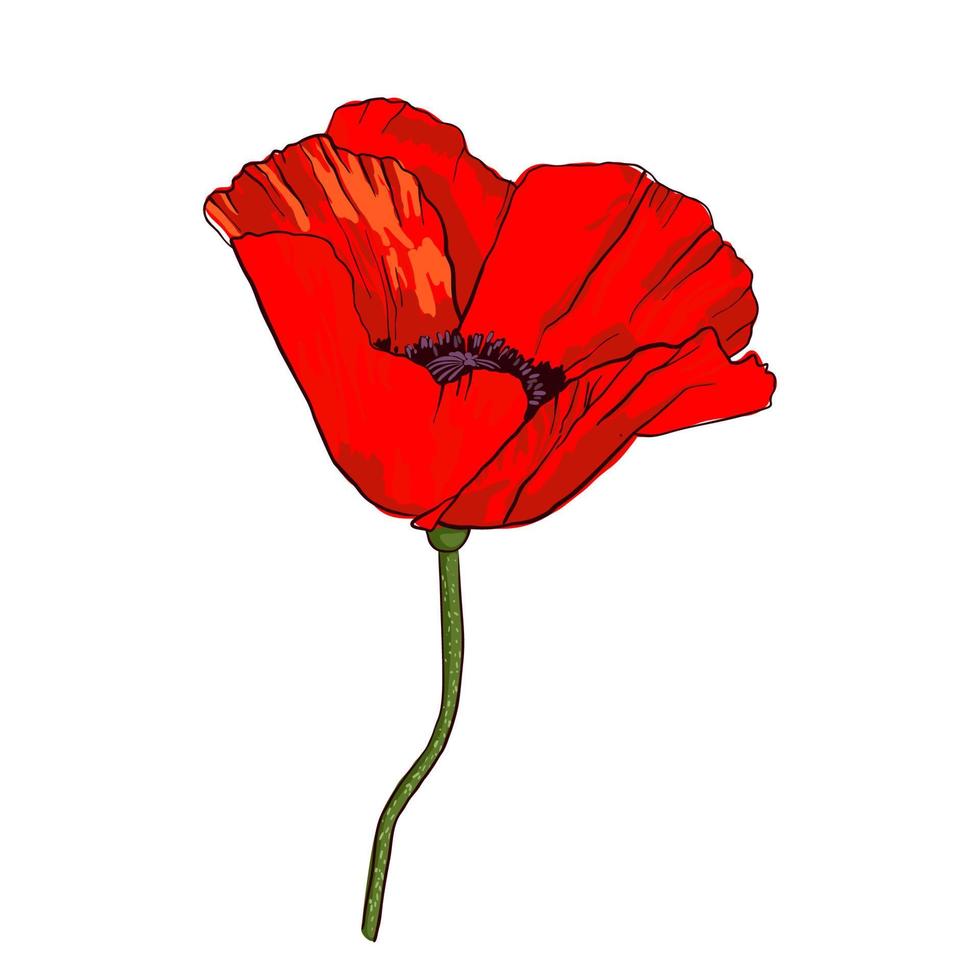 fiore di papavero rosso selvatico disegnato a mano isolato su priorità bassa bianca. elemento di design per biglietti di auguri, inviti o ecc. illustrazione vettoriale. vettore