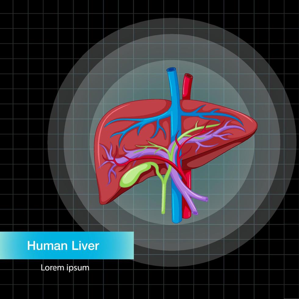 organo interno umano con fegato vettore