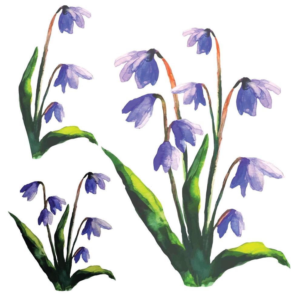 set scilla bifolia, fiore bucaneve, primula, fiore primaverile, vettore illustratio