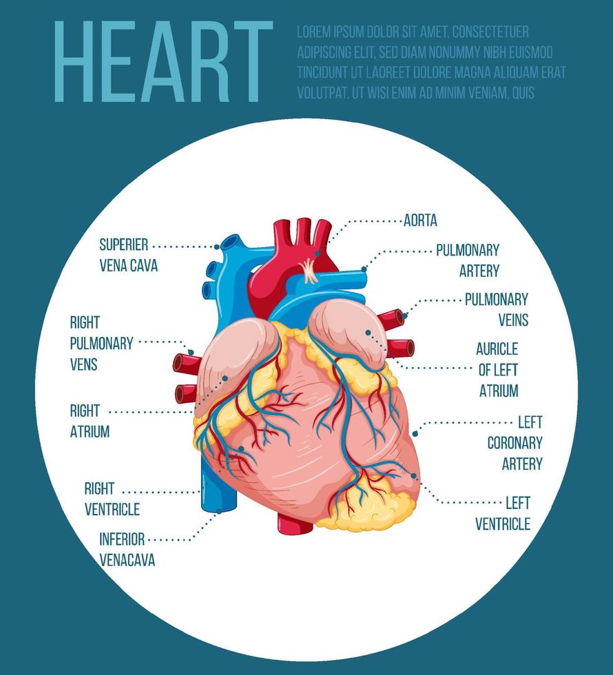organo interno umano con cuore vettore