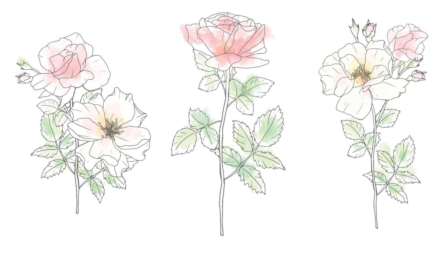 collezione di elementi di bouquet di fiori di rosa di arte della linea di doodle dell'acquerello sciolto vettore