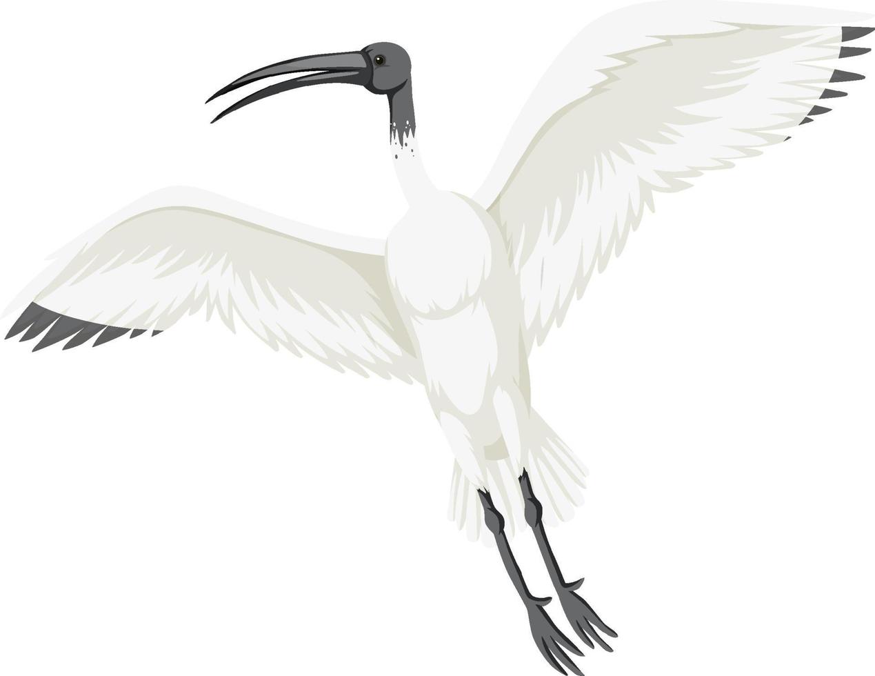 ibis bianco australiano isolato vettore
