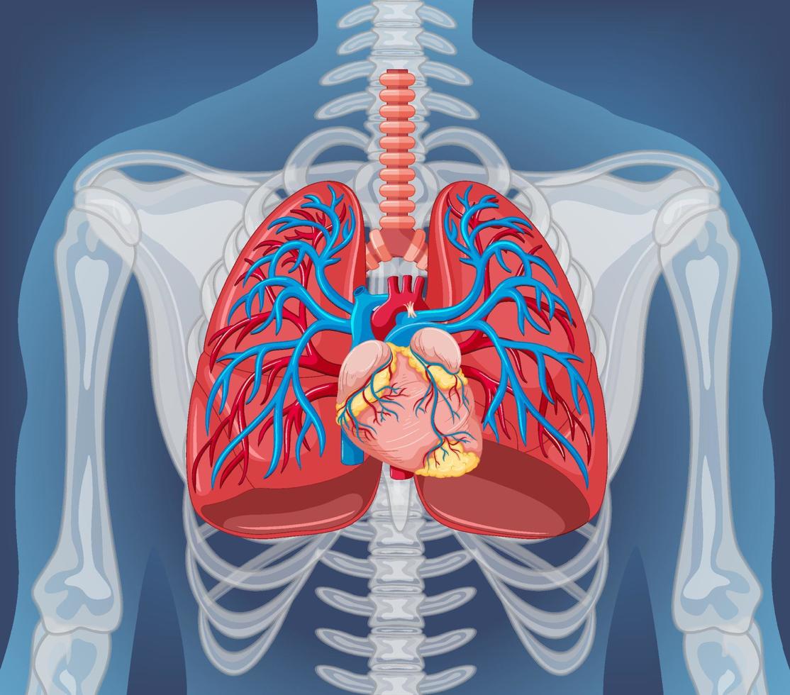 organo interno umano con polmoni vettore