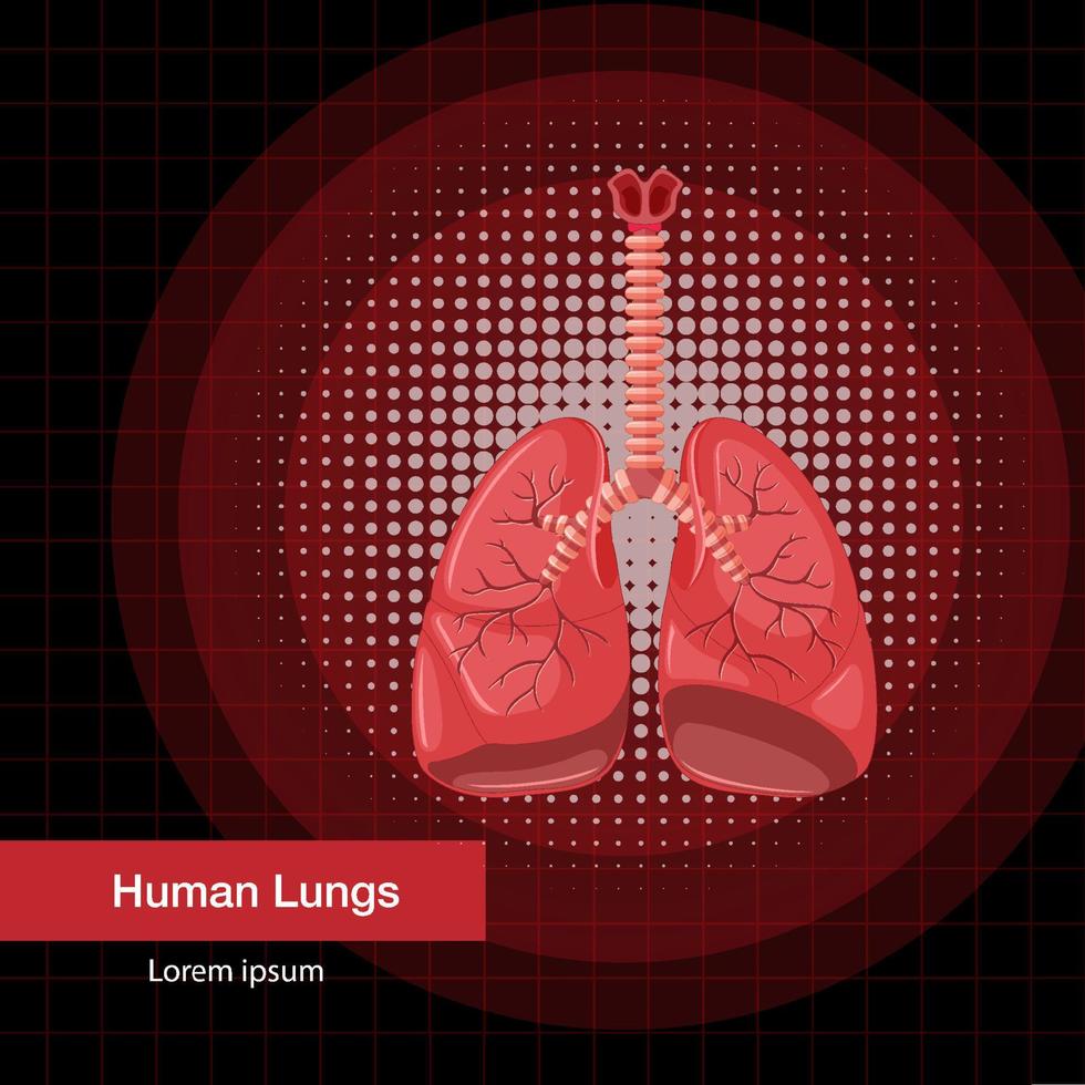 organo interno umano con polmoni vettore