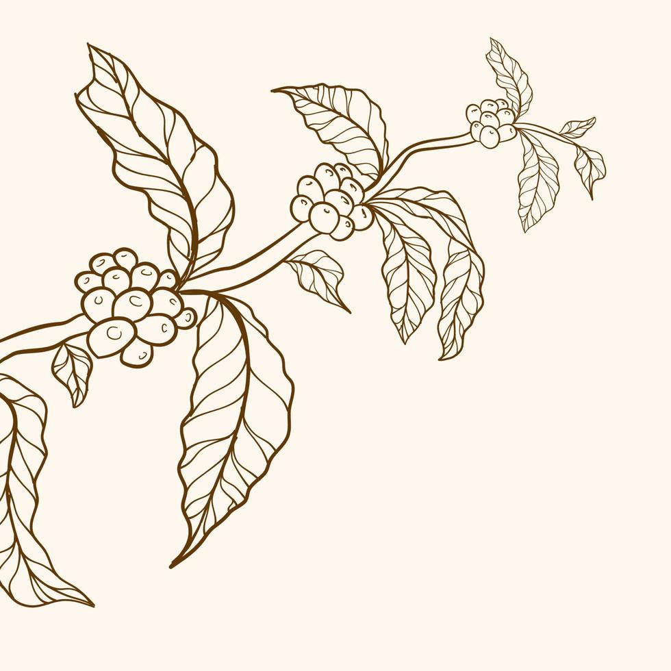 rami della pianta del caffè con foglie e fagioli. pianta del caffè disegnata a mano. ramo di caffè disegnato a mano. vettore