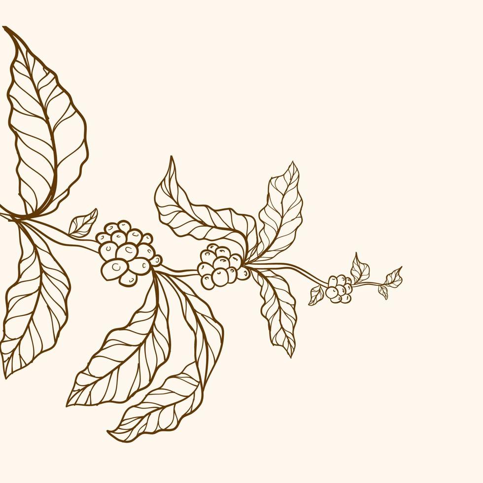 ramo con foglie, bordo natura vettoriale, pianta del caffè, foglie, chicco, grano, ramo, foglie e chicchi di caffè naturali, illustrazione della pianta del caffè, caffè vintage vettore