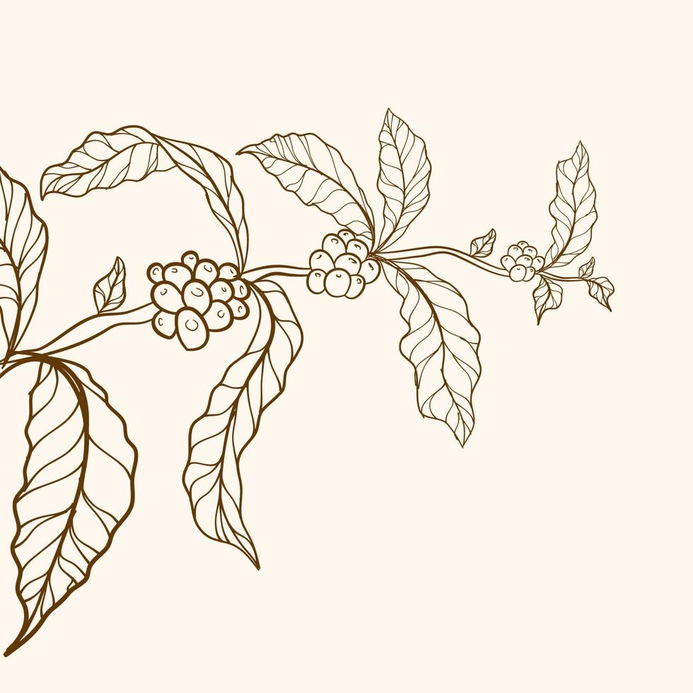 chicco di caffè inciso e pianta. vettore della pianta del caffè. illustrazione della pianta del caffè. ramo di caffè disegnato a mano.
