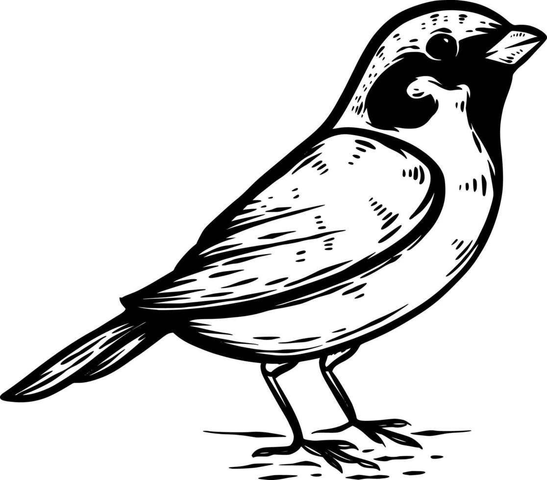 illustrazione disegnata a mano dell'uccello del passero vettore