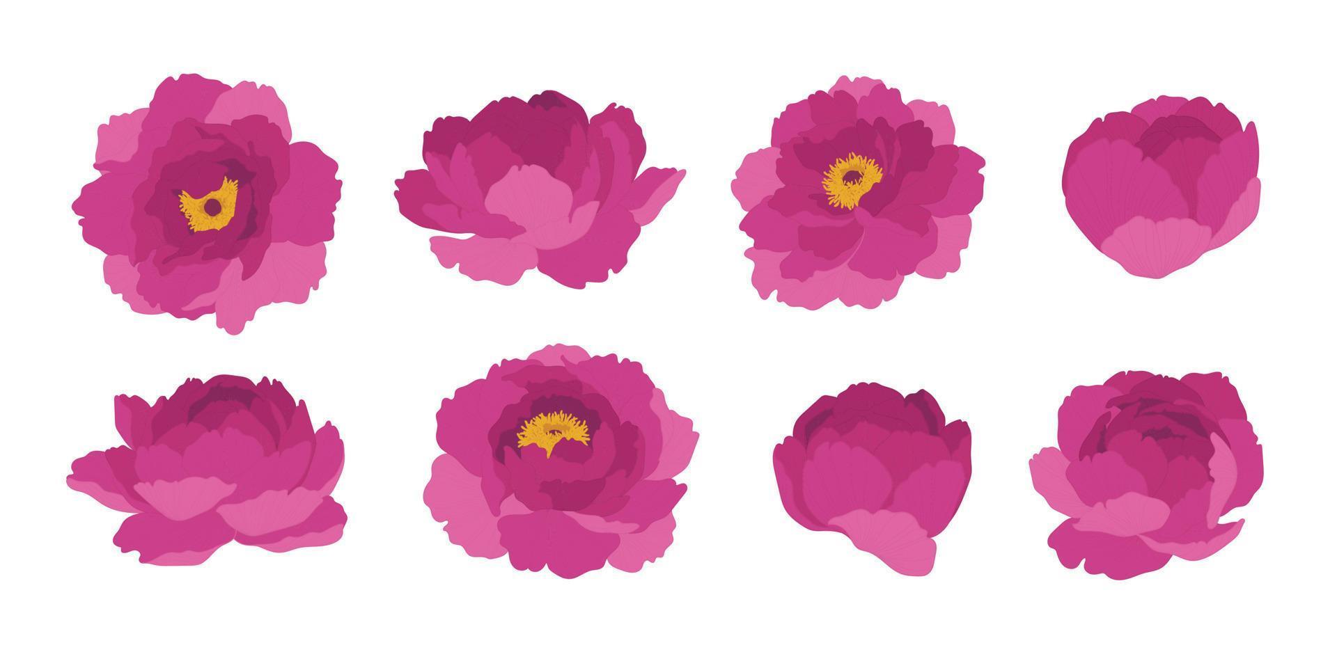 insieme dell'illustrazione dei fiori che sbocciano della peonia rosa. vettore