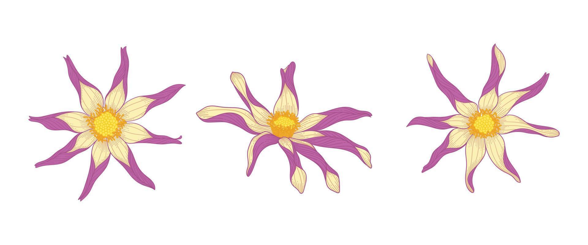 set di dalia viola fiori che sbocciano illustrazione. vettore