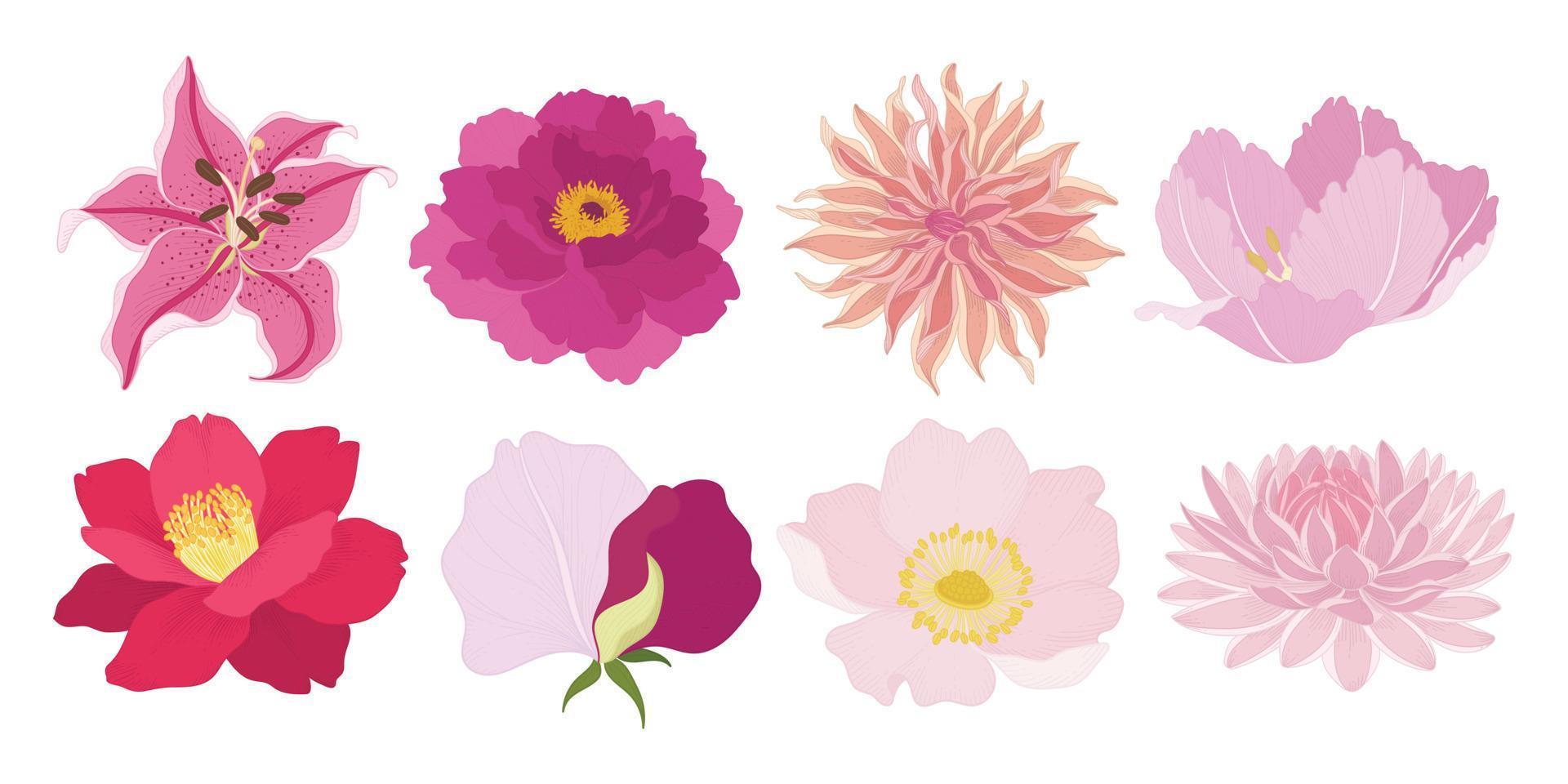 insieme dell'illustrazione variopinta dei fiori che sbocciano. vettore