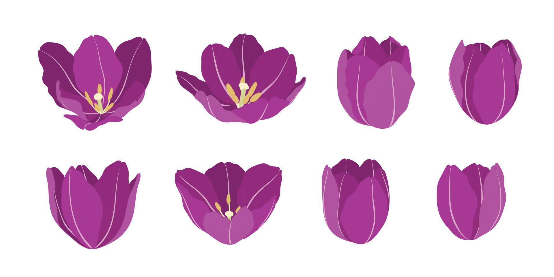 insieme dell'illustrazione viola dei fiori di fioritura del tulipano. vettore