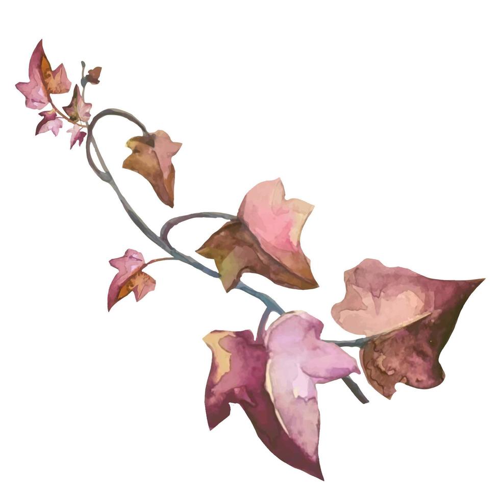 pianta di edera con foglie autunnali rosse e rami intrecciati, illustrazione vettoriale