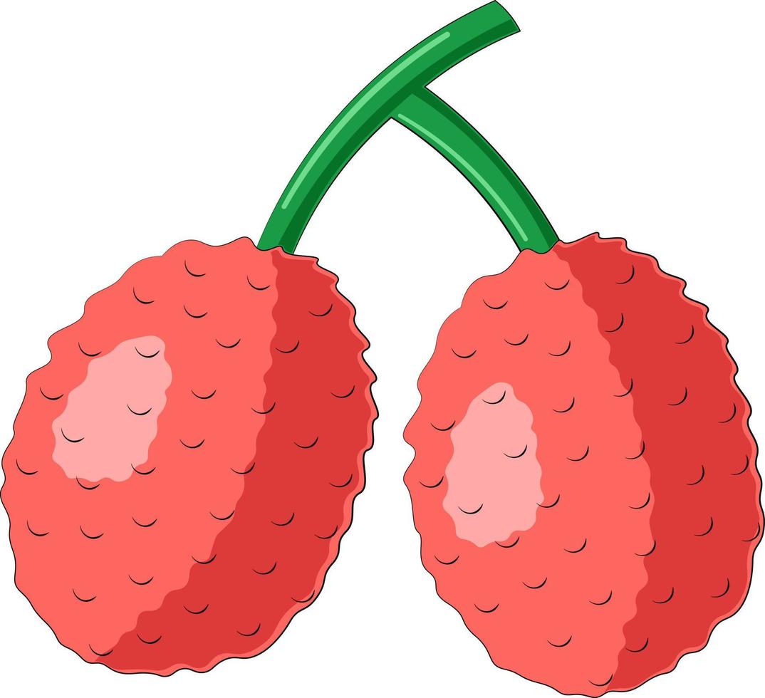 disegnato due litchi di frutta asiatici a colori vettore