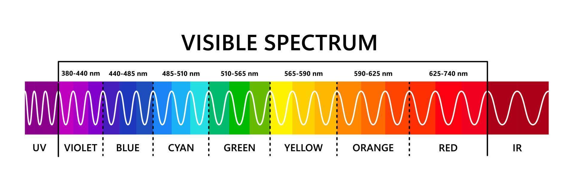 spettro della luce visibile, nell'infrarosso e nell'ultravioletto. lunghezza d'onda della luce ottica. spettro cromatico visibile elettromagnetico per l'occhio umano. diagramma gradiente. illustrazione vettoriale educativo su sfondo bianco