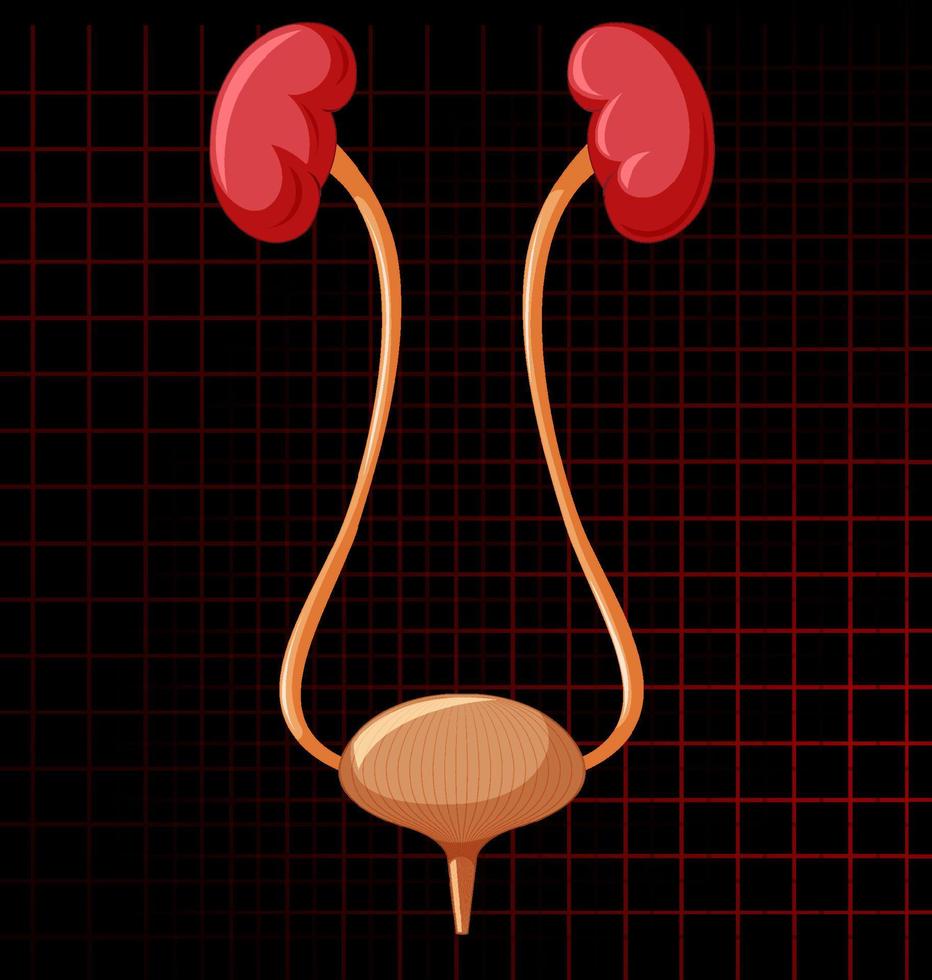 organo interno umano con reni e vescica vettore