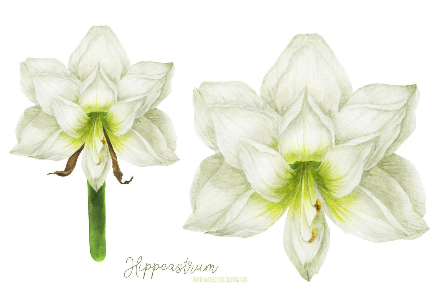 fiore hippeastrum in vista frontale, acquerello tracciato vettore