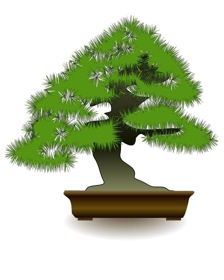 albero di bonsai giapponese su sfondo bianco vettore