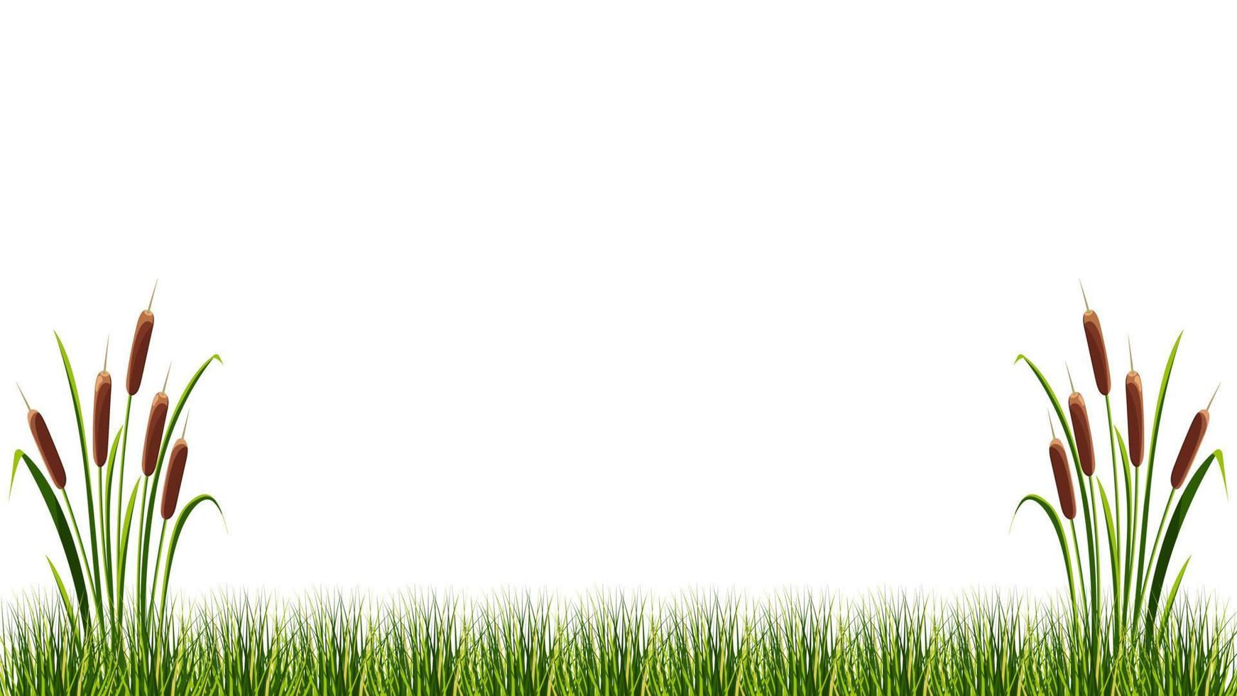 canne in erba palustre su sfondo bianco. illustrazione vettoriale del paesaggio estivo.