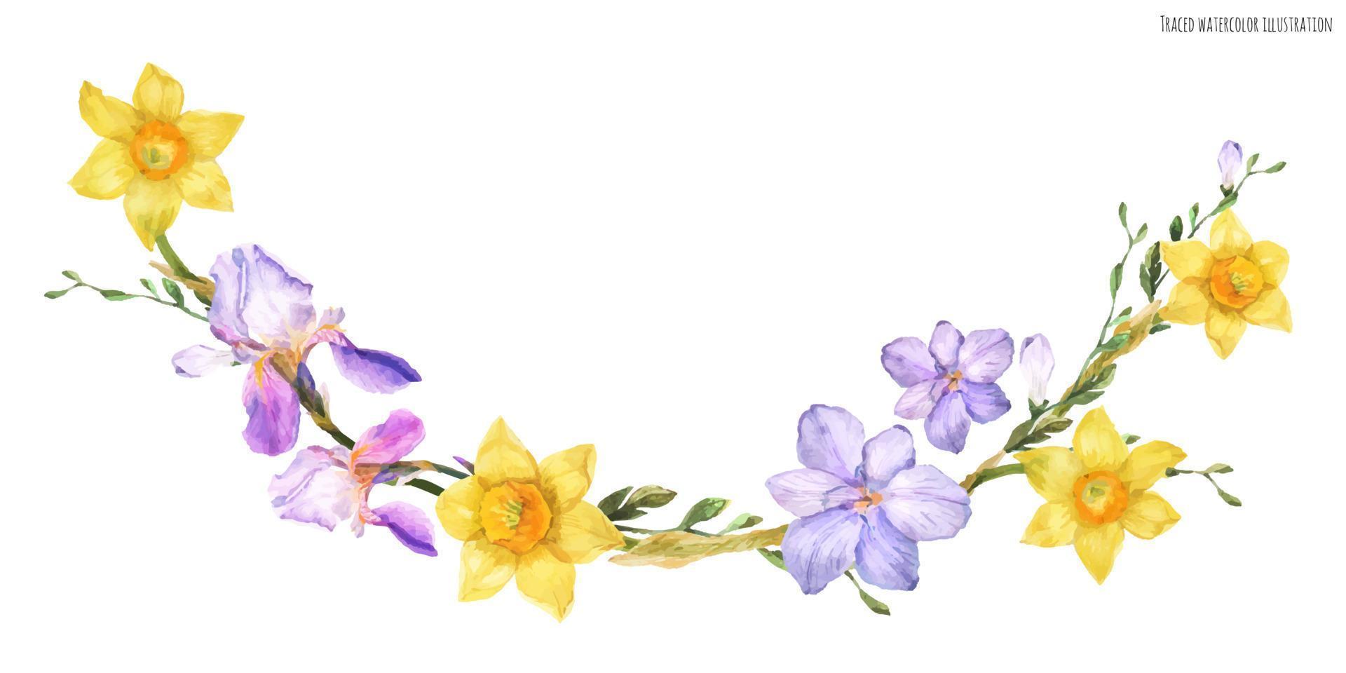 arco decorativo ad acquerello con fiori primaverili daffodil e iris e fresia su sfondo bianco, tracciato vettore