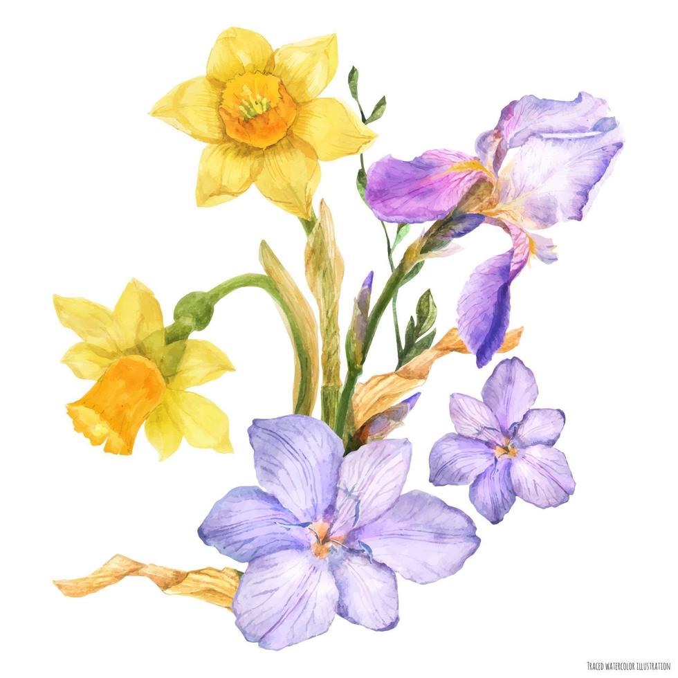 bouquet decorativo con fiori primaverili narciso e iris e fresia su sfondo bianco, acquerello tracciato vettore