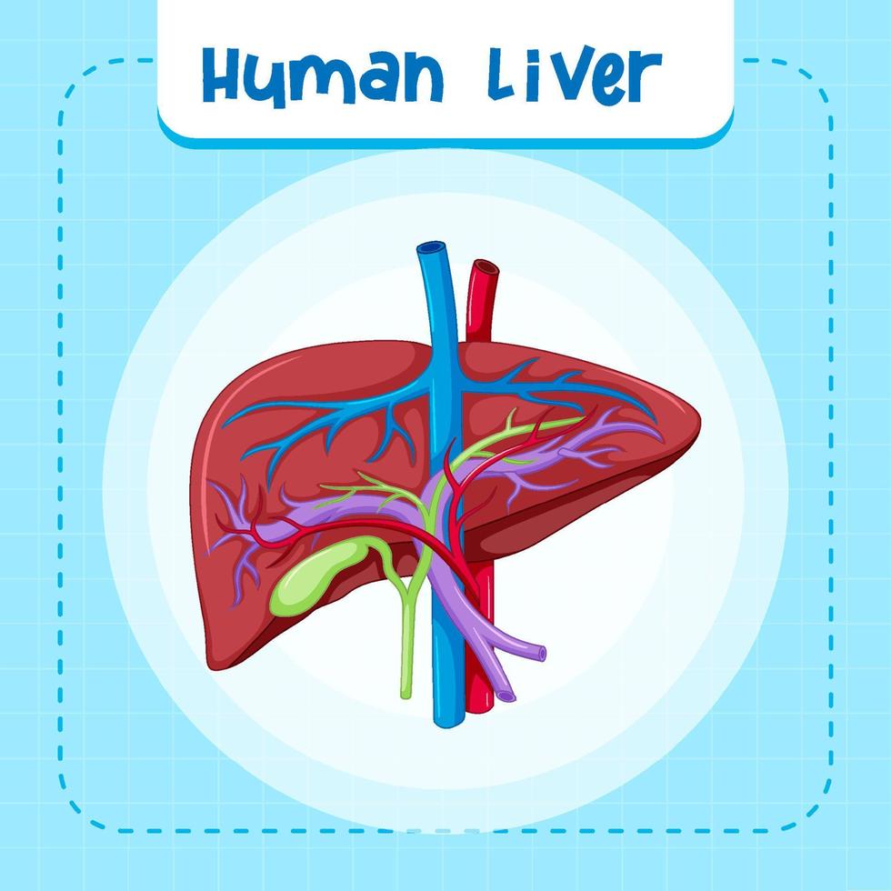 organo interno umano con fegato vettore