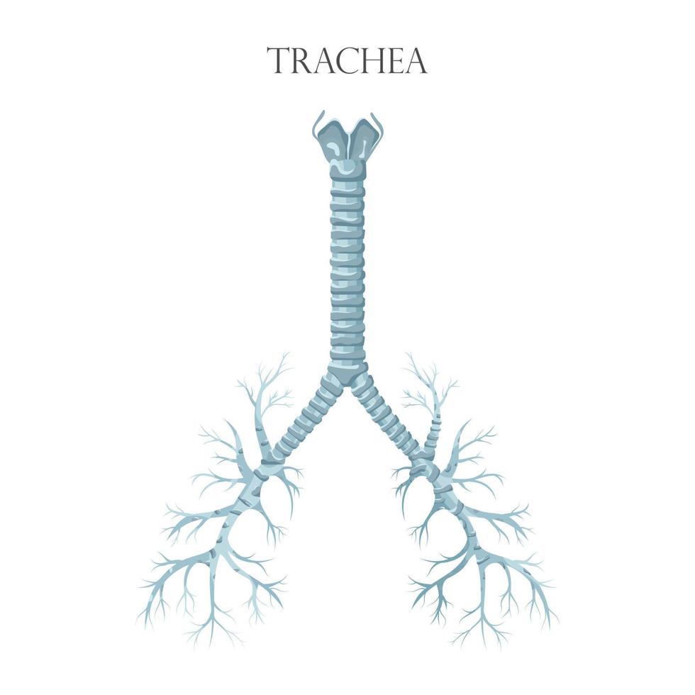 grafico biologico educativo medico vettoriale per il diagramma della trachea. illustrazione di anatomia isolato su sfondo bianco