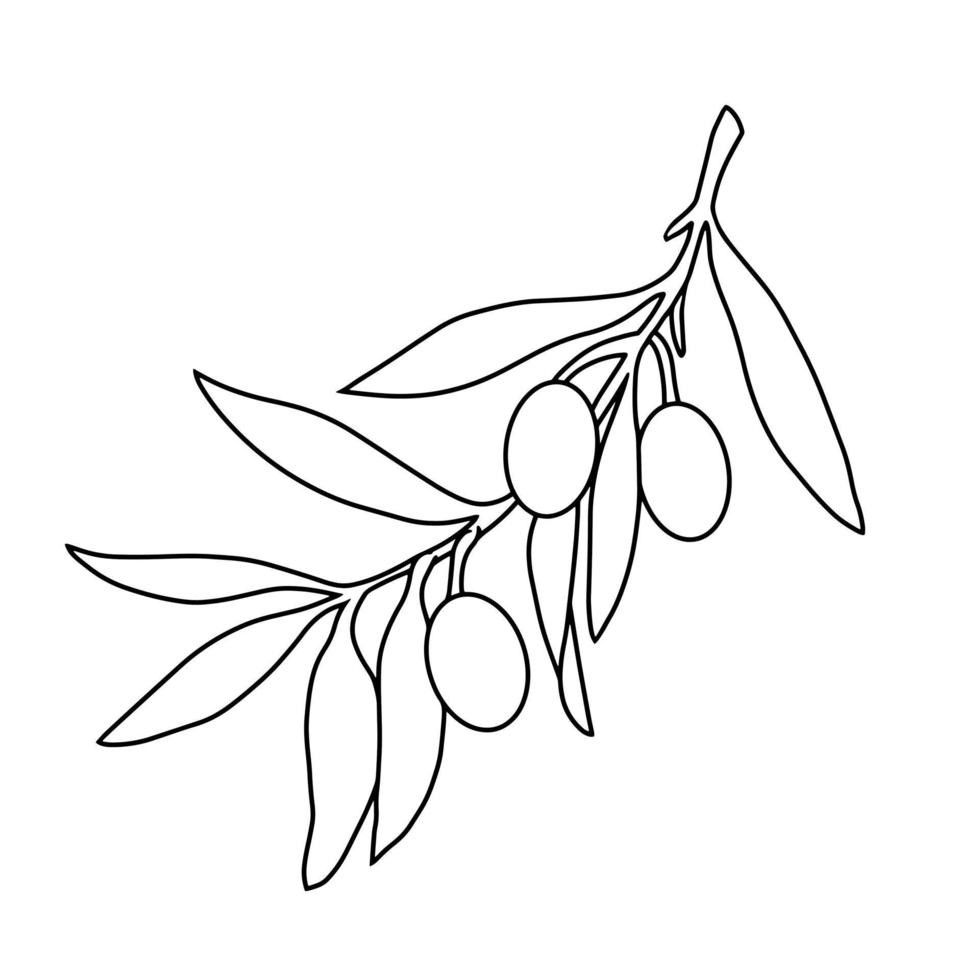 ramo d'ulivo con bacche, illustrazione botanica monocromatica su sfondo bianco per il confezionamento di olive e olio d'oliva, vettore