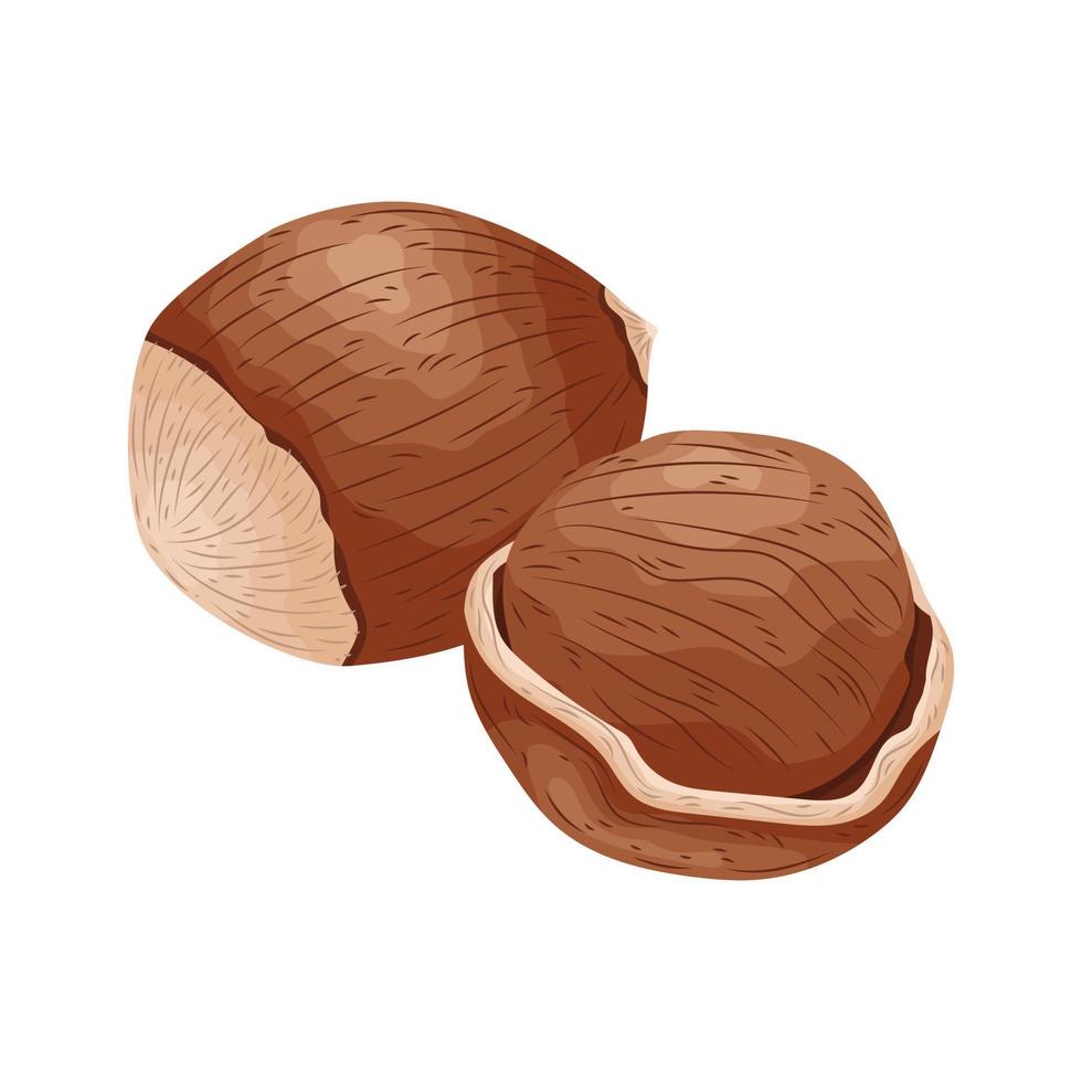 vettore di semi di nocciola colazione di arachidi raccolto cibo stagionale dadi disegnati a mano illustrazione icona del kernel