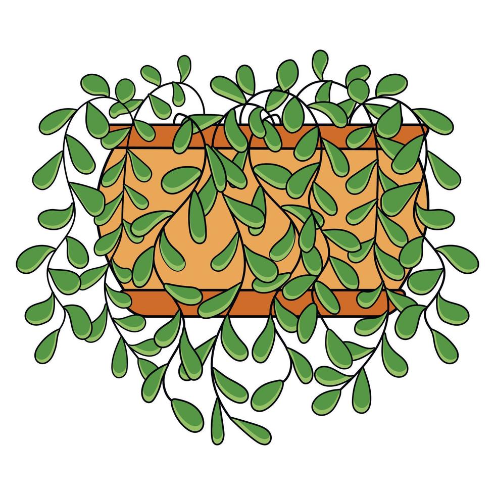 edera verde con foglie pendenti nel vaso bromn arancione vettore