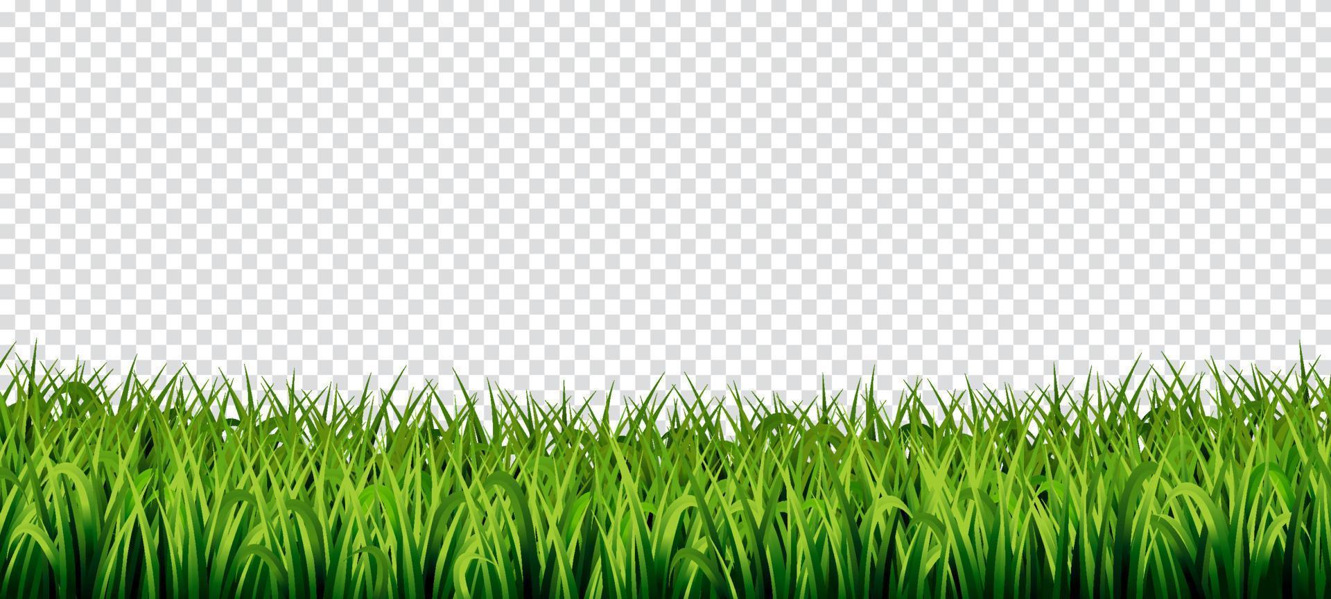 sfondo trasparente di erba vettore