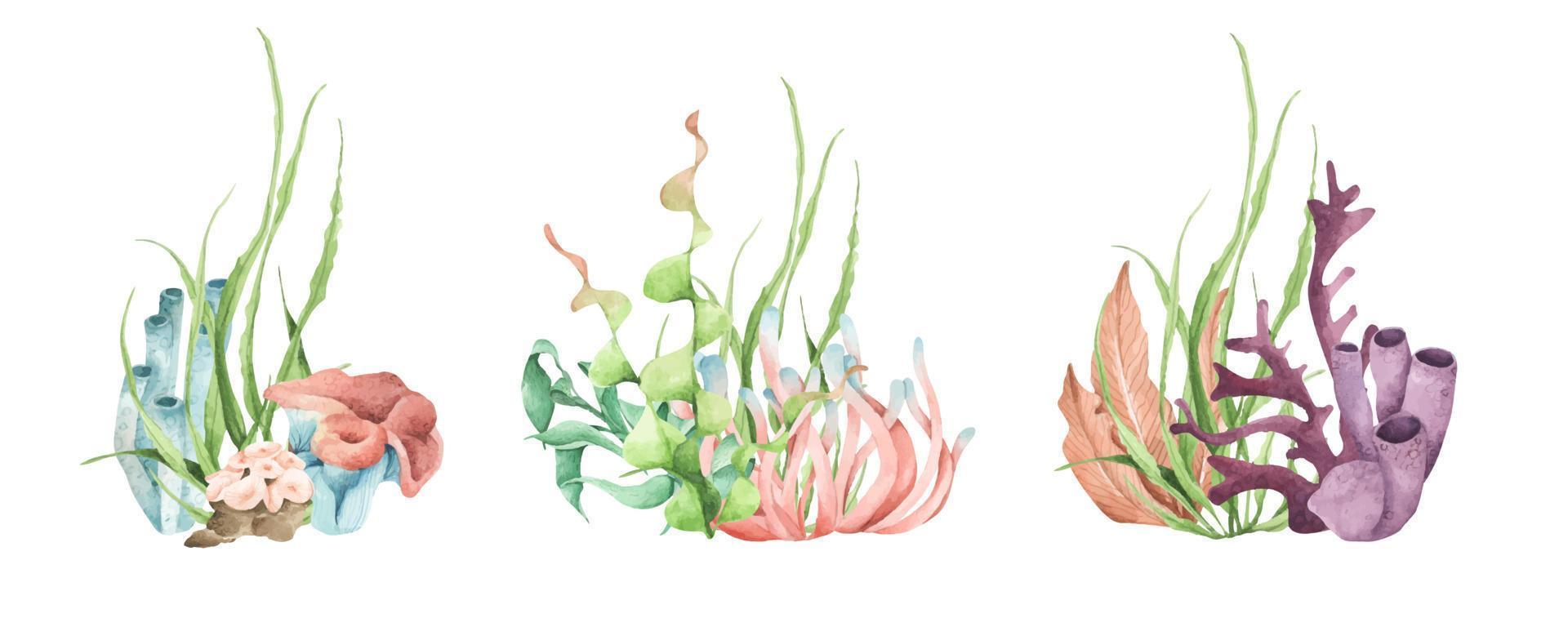alghe. piante oceaniche subacquee, elementi di corallo marino. illustrazione ad acquerello. vettore